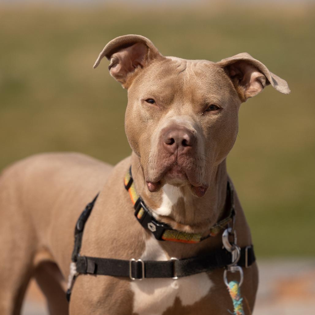 Drako, Adoptable, Young Male Mixed Breed.