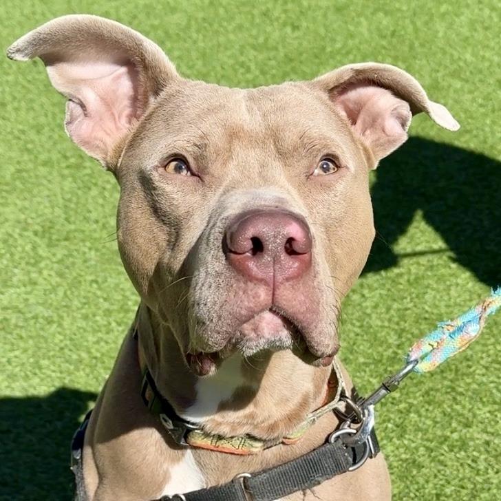 Enlarge Drako, a Adoptable Mixed Breed in Waukesha, WI image 2/6