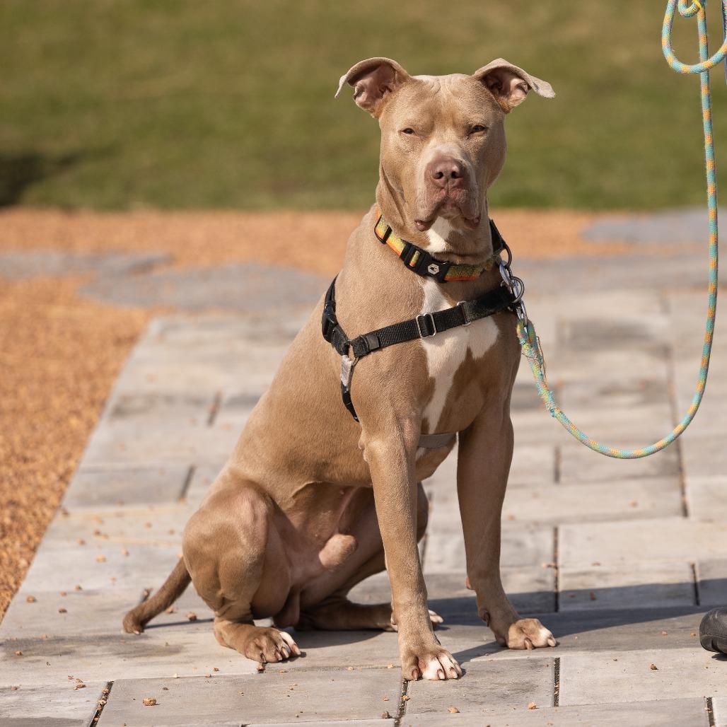 Enlarge Drako, a Adoptable Mixed Breed in Waukesha, WI image 3/6