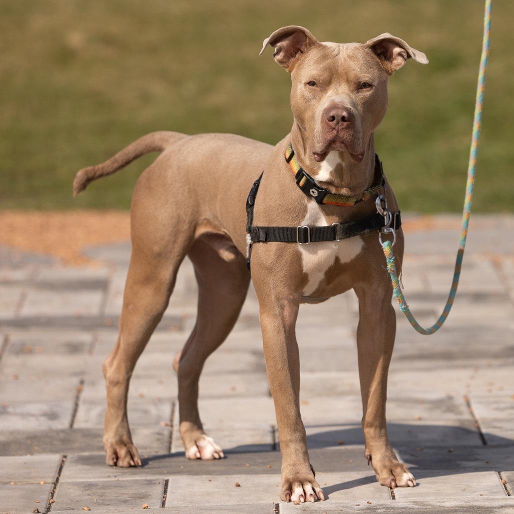 Enlarge Drako, a Adoptable Mixed Breed in Waukesha, WI image 4/6