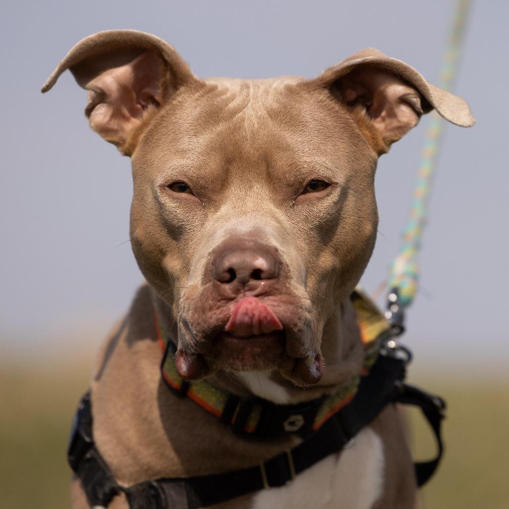 Enlarge Drako, a Adoptable Mixed Breed in Waukesha, WI image 5/6