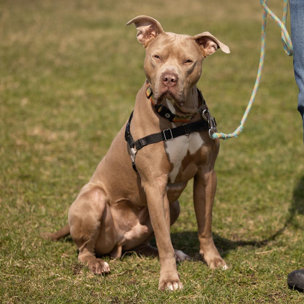 Enlarge Drako, a Adoptable Mixed Breed in Waukesha, WI image 6/6