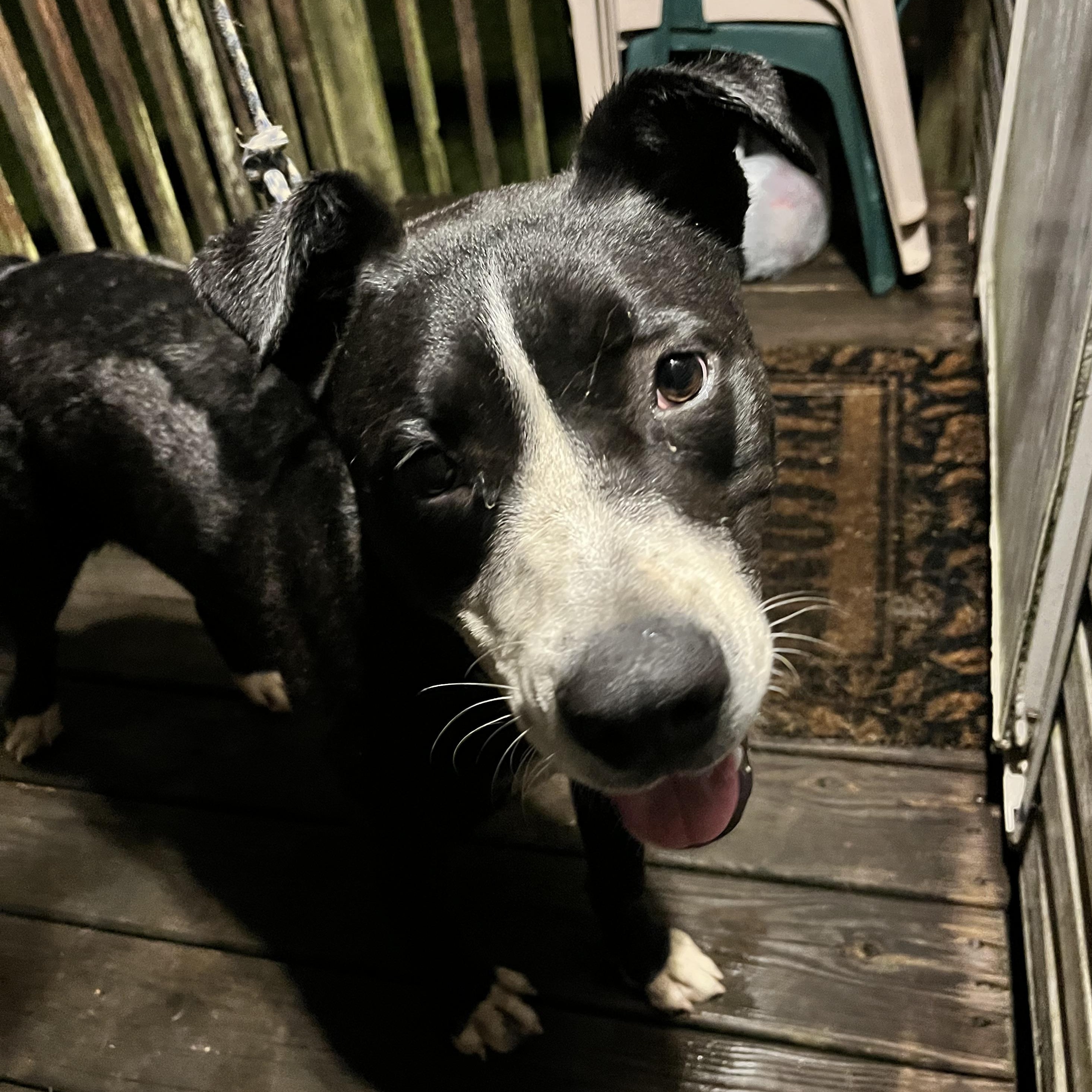 Courtesy - Toby, a ADOPTABLE mixed breed in Mobile, AL image 1/4