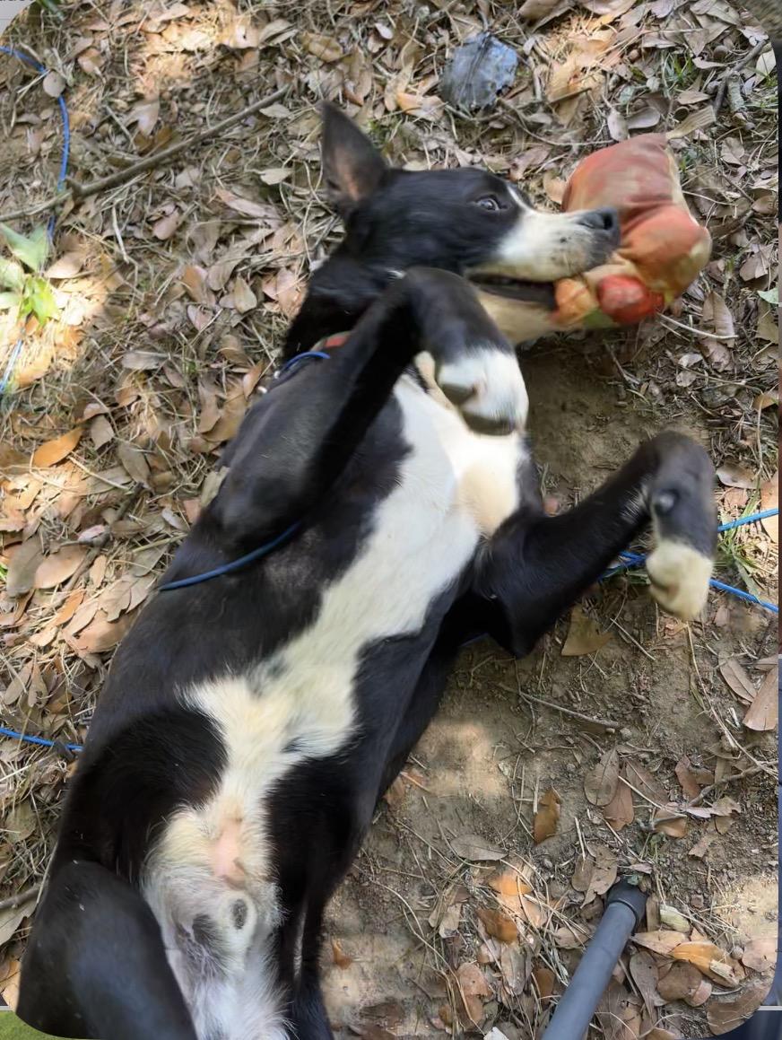 Courtesy - Toby, a ADOPTABLE mixed breed in Mobile, AL image 4/4