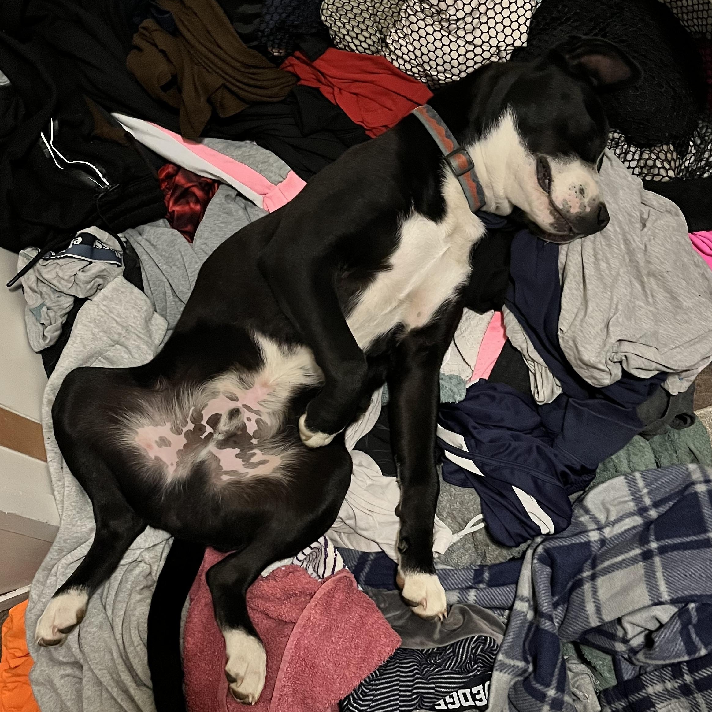 Courtesy - Toby, a ADOPTABLE mixed breed in Mobile, AL image 2/4