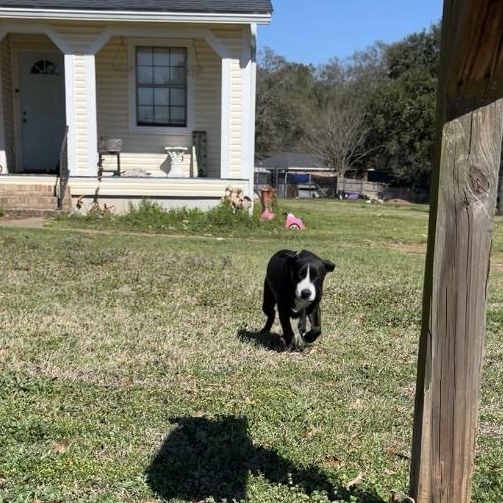 Courtesy - Toby, a ADOPTABLE mixed breed in Mobile, AL image 3/4