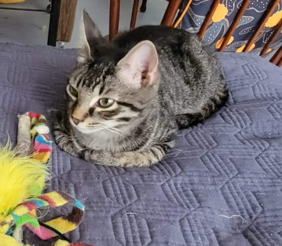 Peter Pan, Adoptable, Young Male Domestic Short Hair.