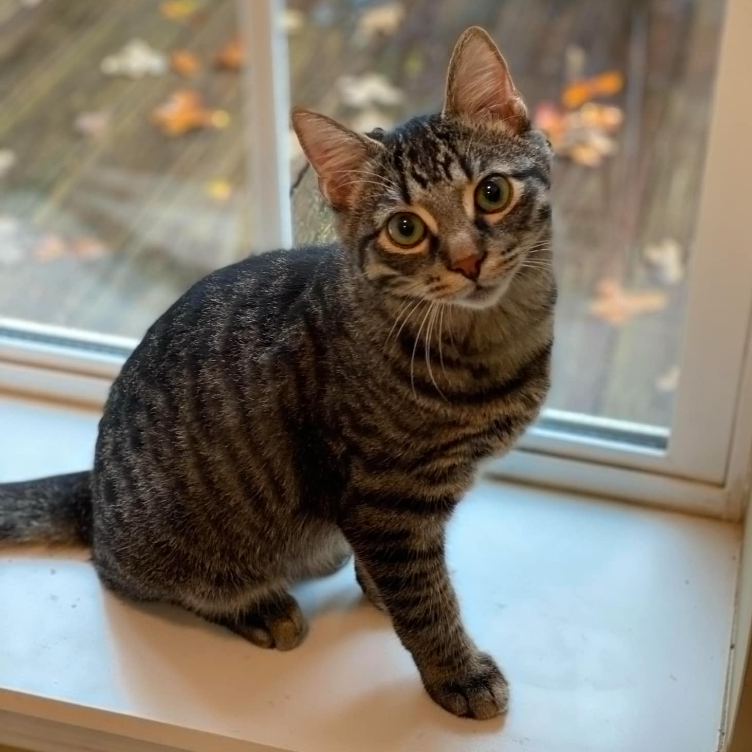 Peter Pan, Adoptable, Young Male Domestic Short Hair.