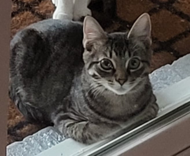 Peter Pan, a Adoptable Domestic Short Hair in LITTLE MOUNTAIN, SC image 5/5