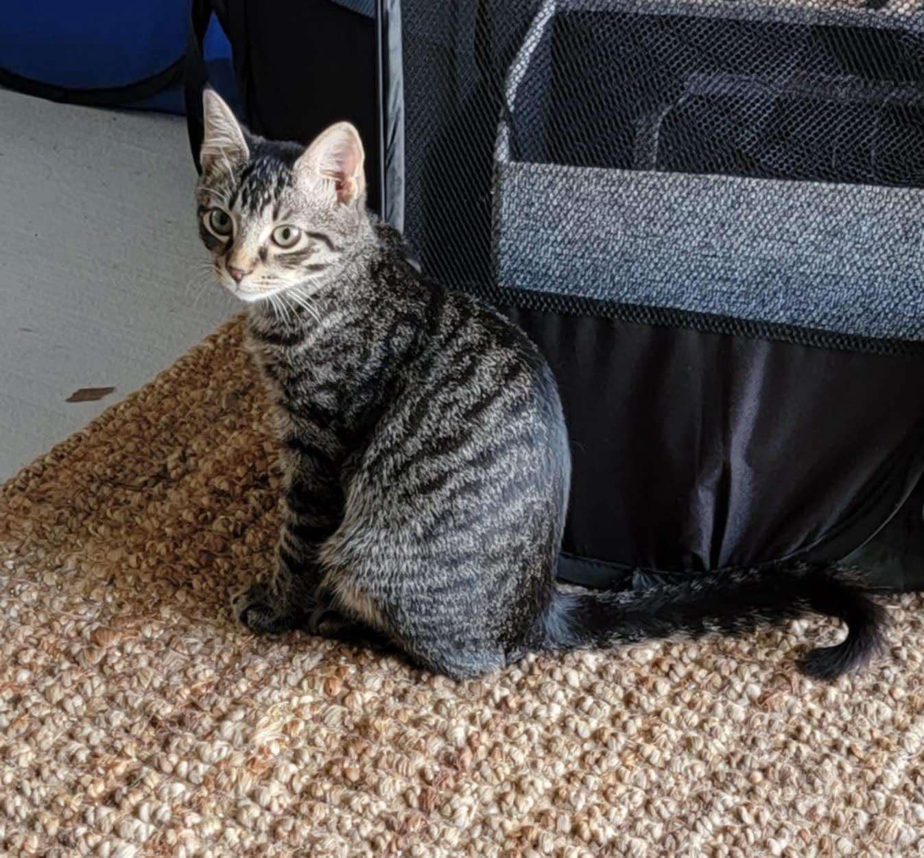 Peter Pan, a Adoptable Domestic Short Hair in LITTLE MOUNTAIN, SC image 3/5