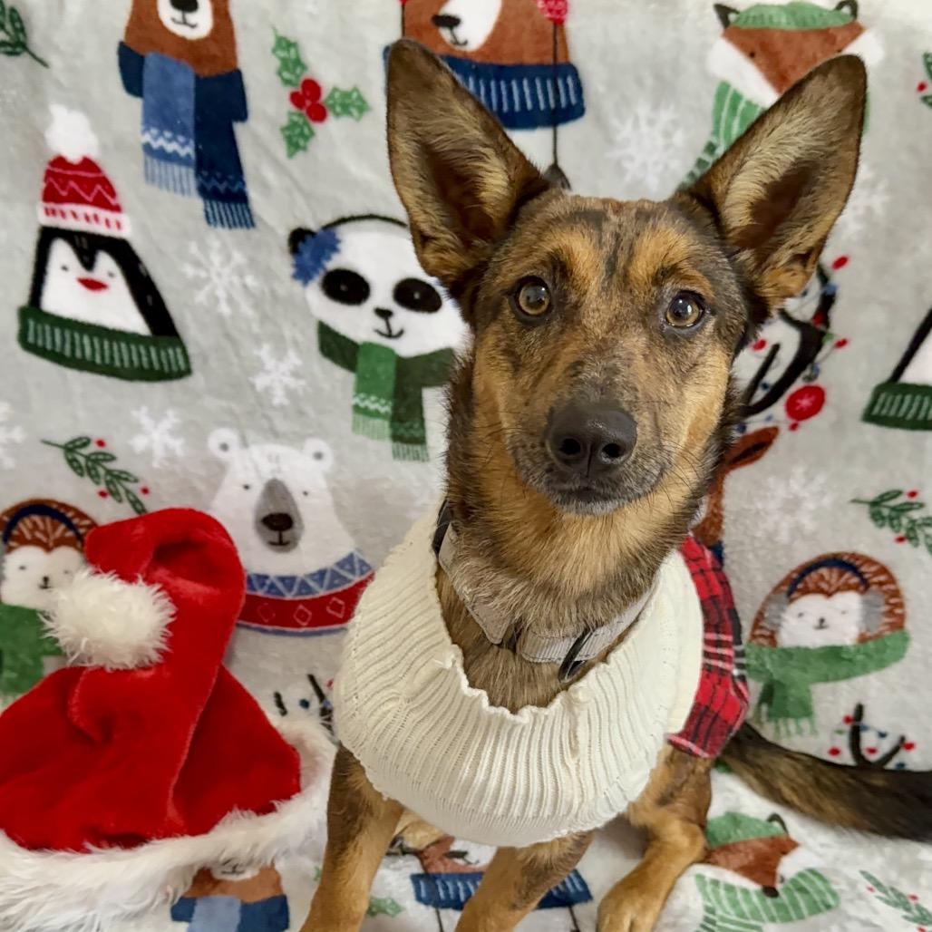 Sun, Adoptable, Young Female Mixed Breed.