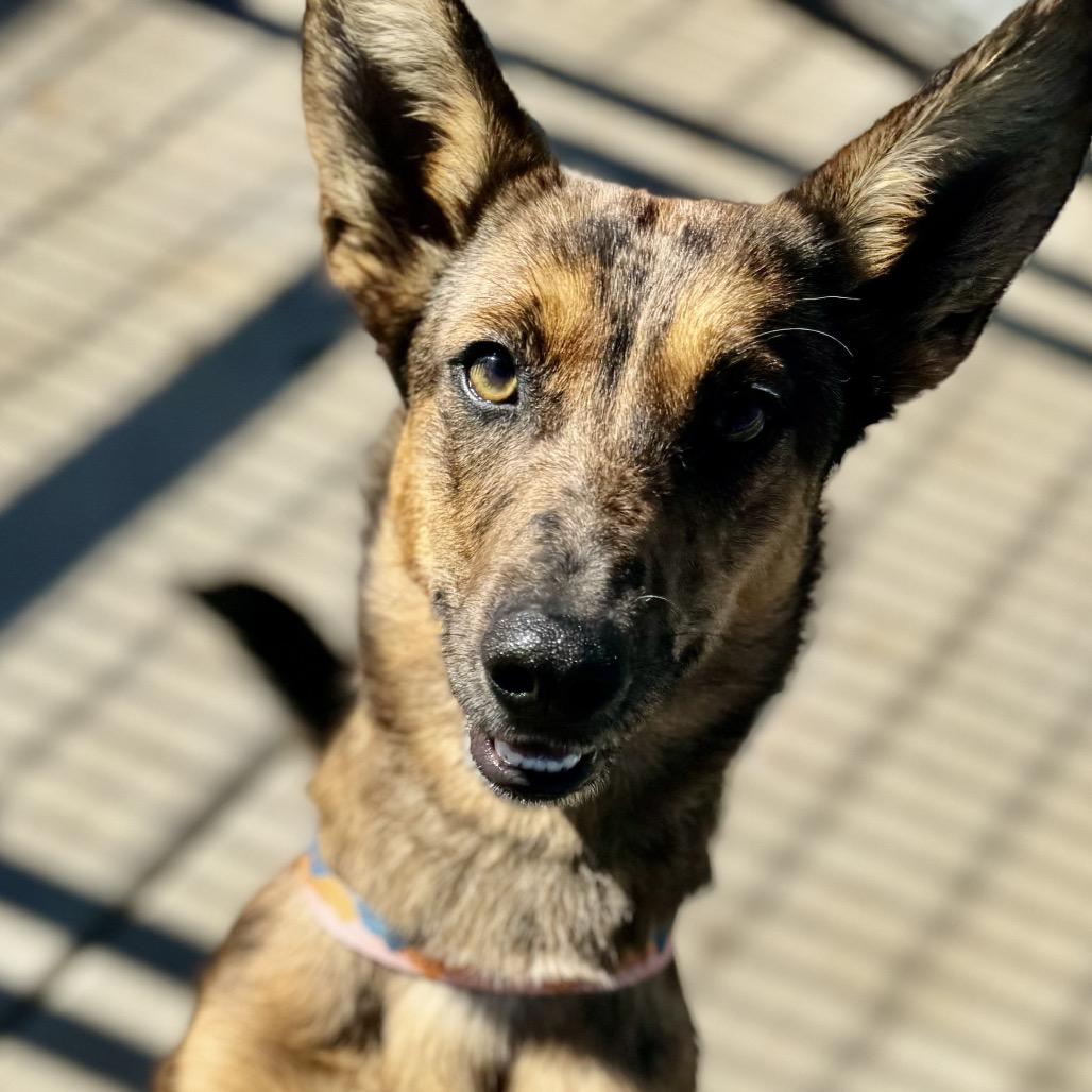 Sun, a Adoptable Mixed Breed in Oxford, ME image 1/2