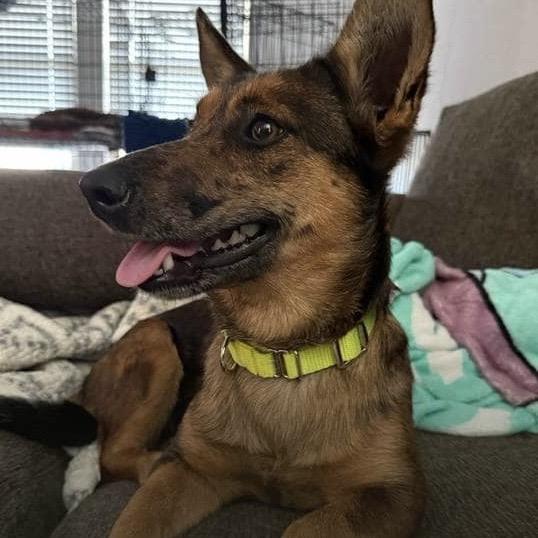 Sun, a Adoptable Mixed Breed in Oxford, ME image 2/2