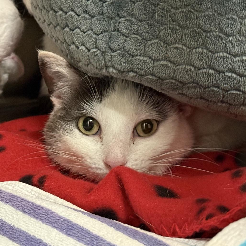 Enlarge Clio, a Adoptable Domestic Short Hair in Westhampton, NY image 3/4