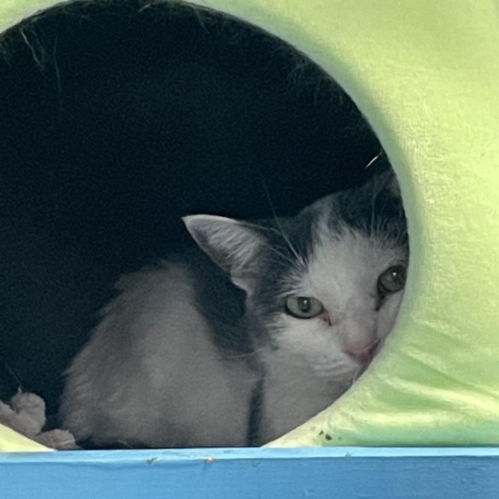 Enlarge Clio, a Adoptable Domestic Short Hair in Westhampton, NY image 4/4