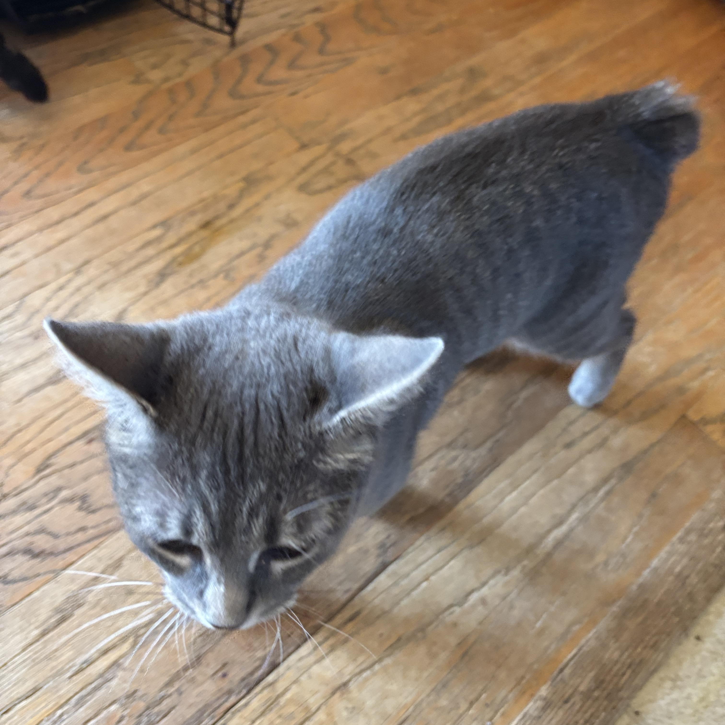 Enlarge Brittany Davis, an adopted American Bobtail in Melrose, MA image 2/3