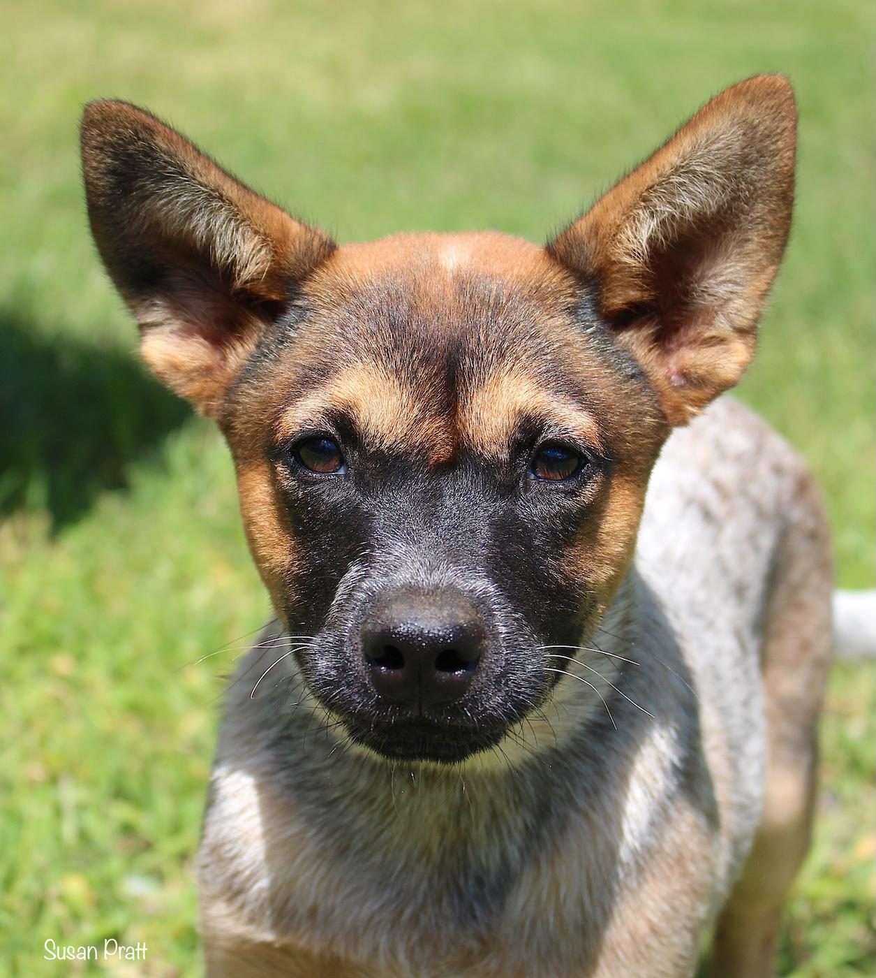 Dino, ADOPTABLE, Puppy Male Australian Cattle Dog / Blue Heeler.