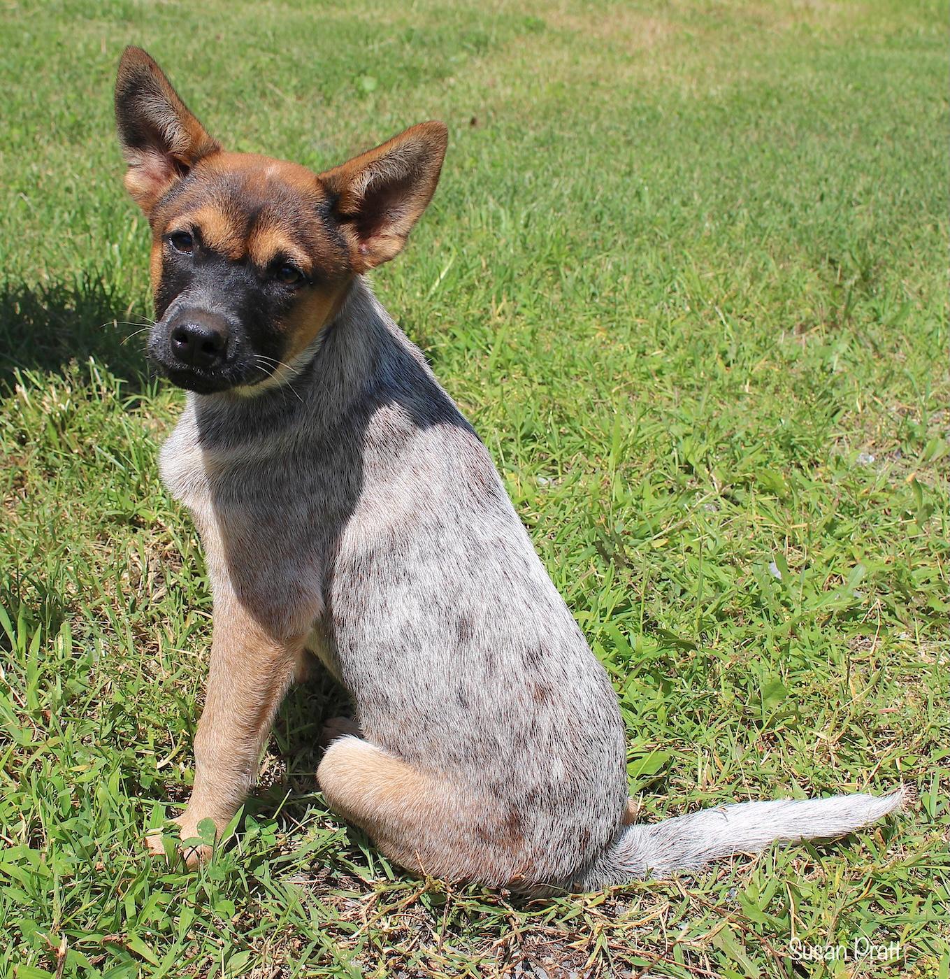 Dino, a ADOPTABLE mixed breed in Bedford, VA image 2/5