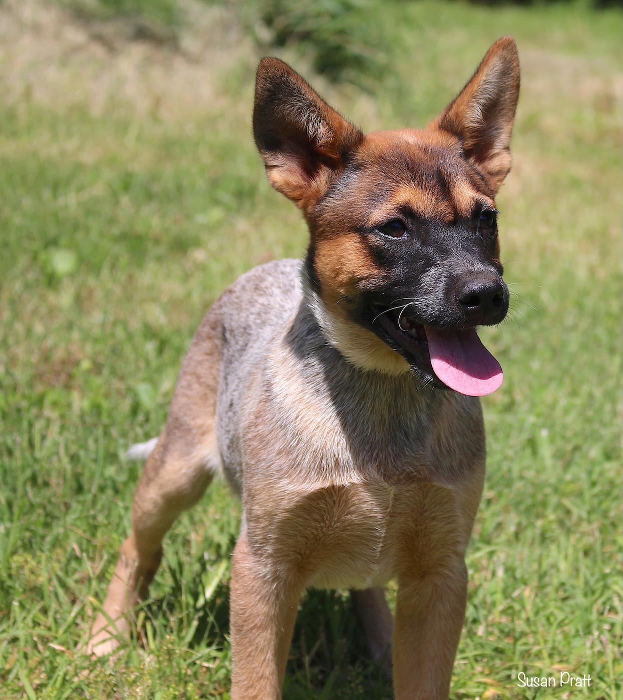 Dino, a ADOPTABLE mixed breed in Bedford, VA image 3/5