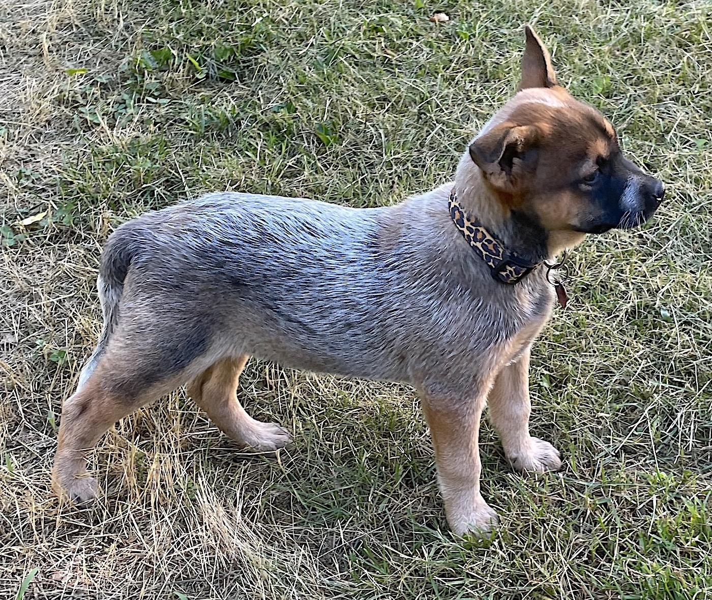 Dino, a ADOPTABLE mixed breed in Bedford, VA image 2/4