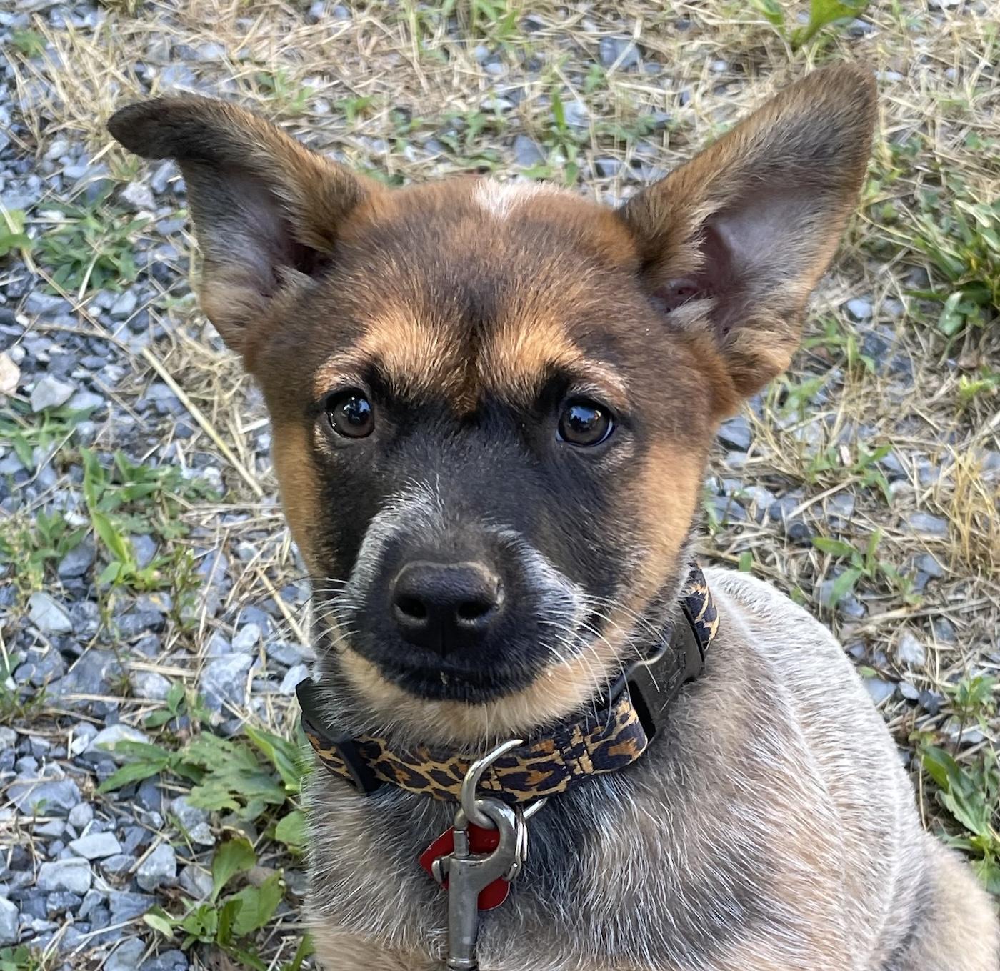 Dino, a ADOPTABLE mixed breed in Bedford, VA image 1/4