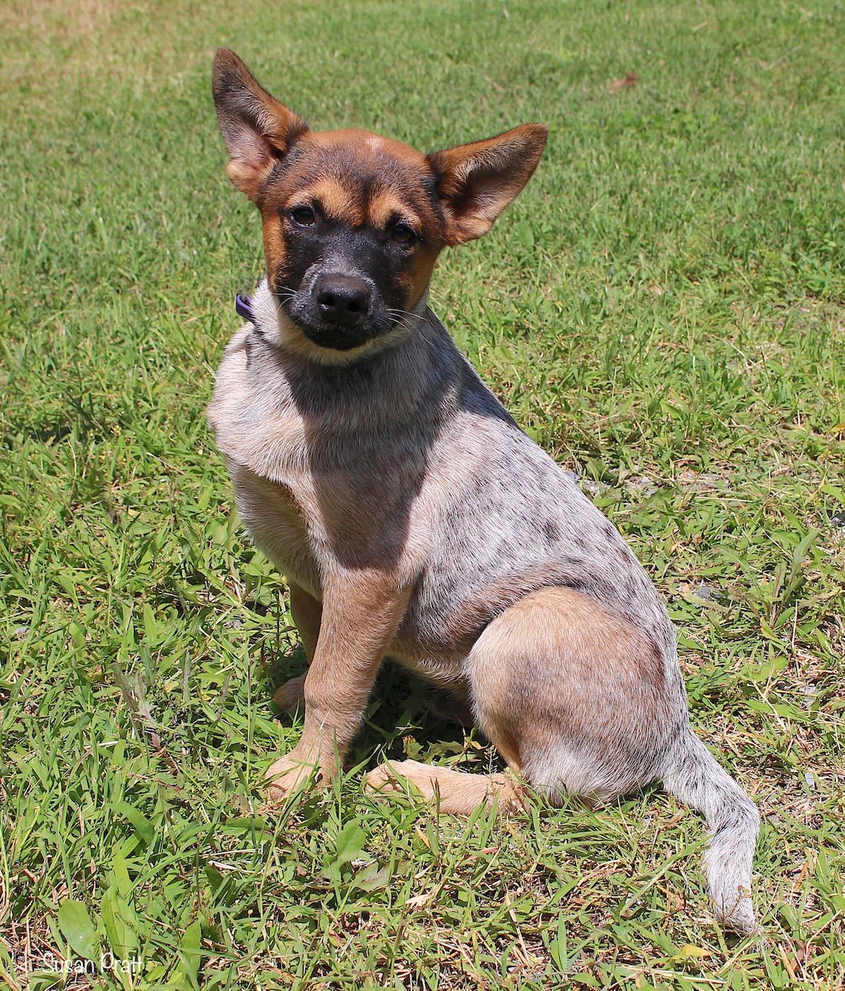 Dino, a ADOPTABLE mixed breed in Bedford, VA image 5/5