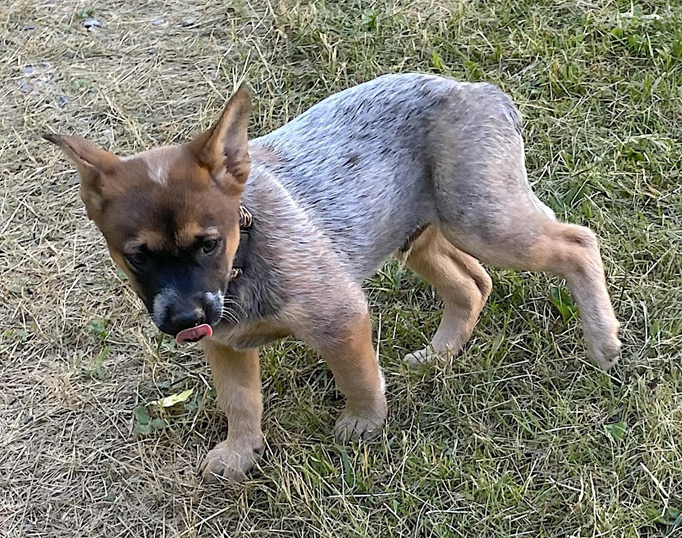 Dino, a ADOPTABLE mixed breed in Bedford, VA image 3/4