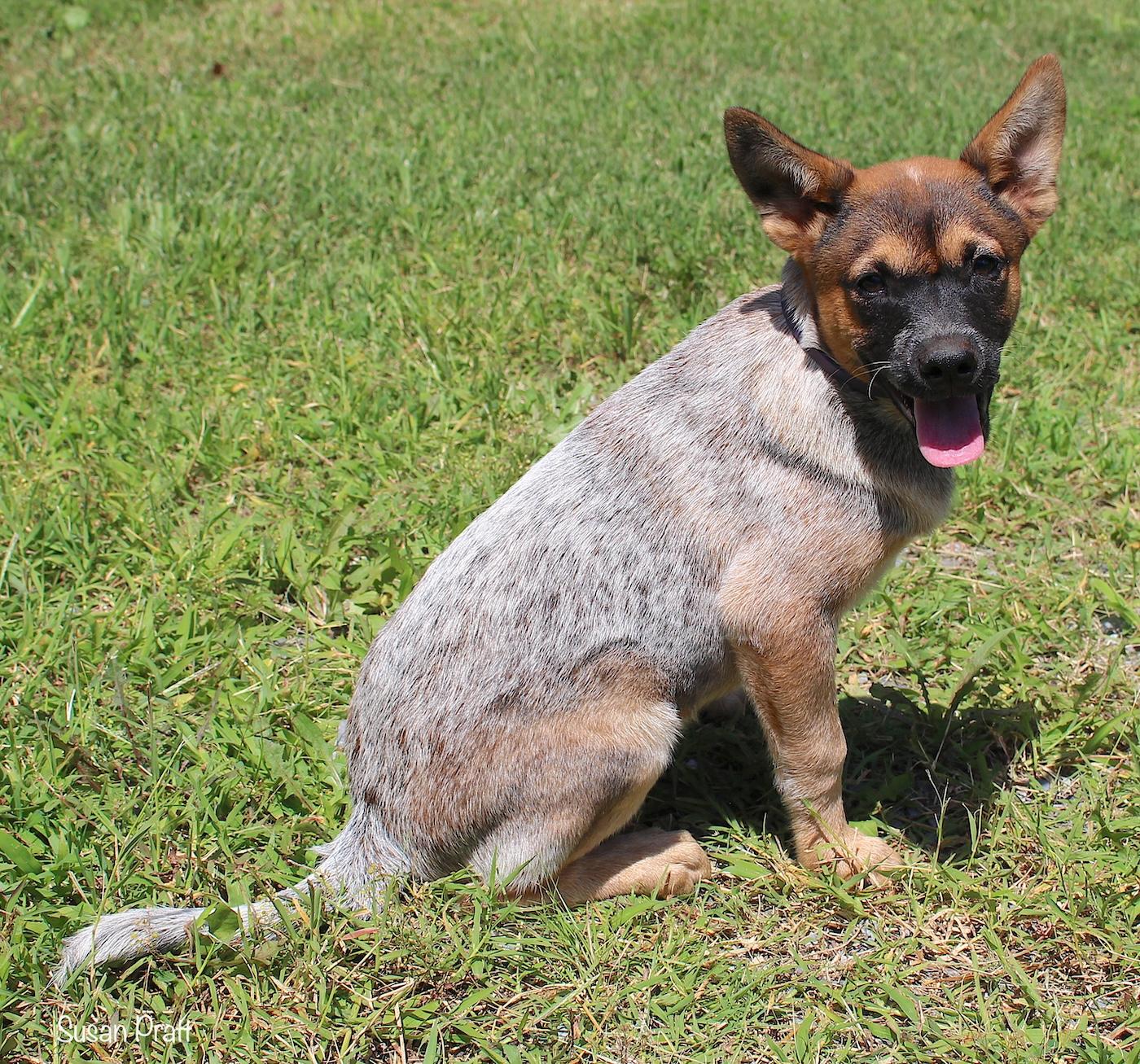 Dino, a ADOPTABLE mixed breed in Bedford, VA image 4/5