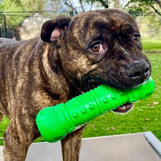 Enlarge Whisper, a Adoptable mixed breed in Palm Harbor, FL image 3/6