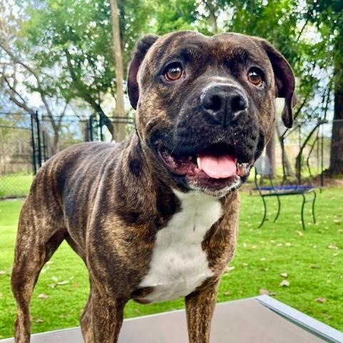 Enlarge Whisper, a Adoptable mixed breed in Palm Harbor, FL image 4/6