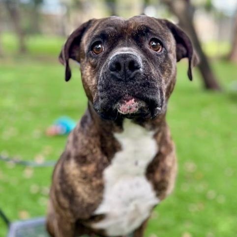 Enlarge Whisper, a Adoptable mixed breed in Palm Harbor, FL image 5/6