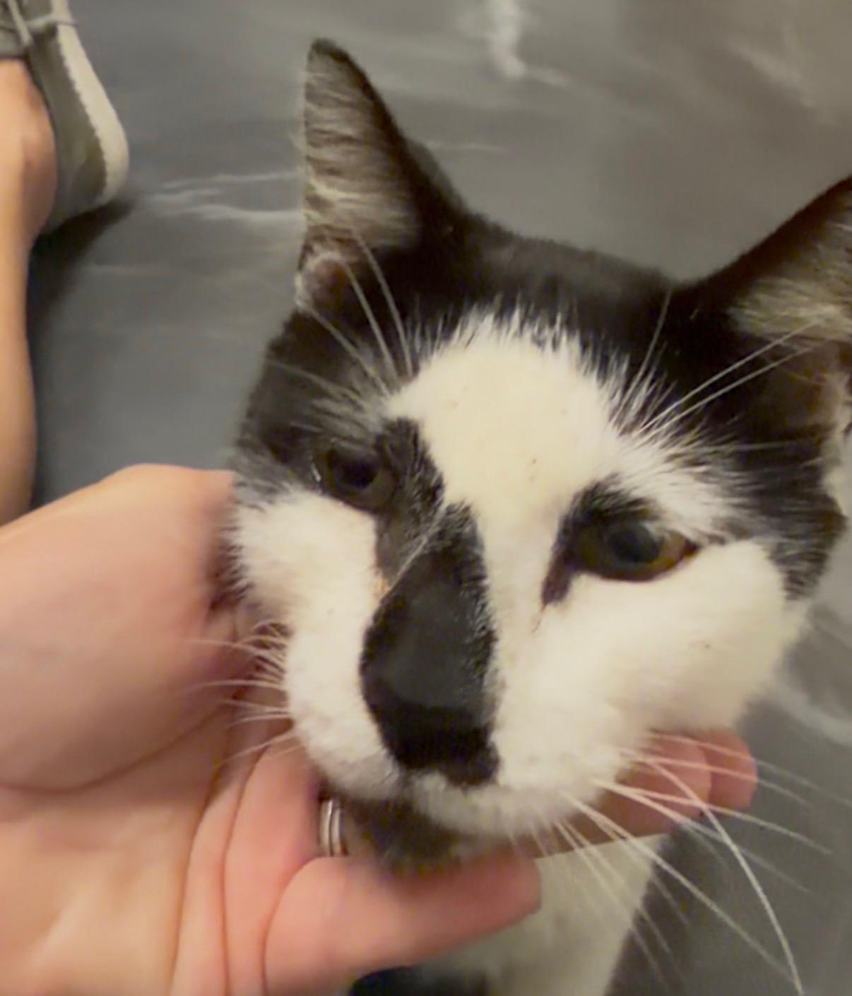 Jack (owner abandoned) watch VIDEO, Adoptable, Adult Male Domestic Short Hair.