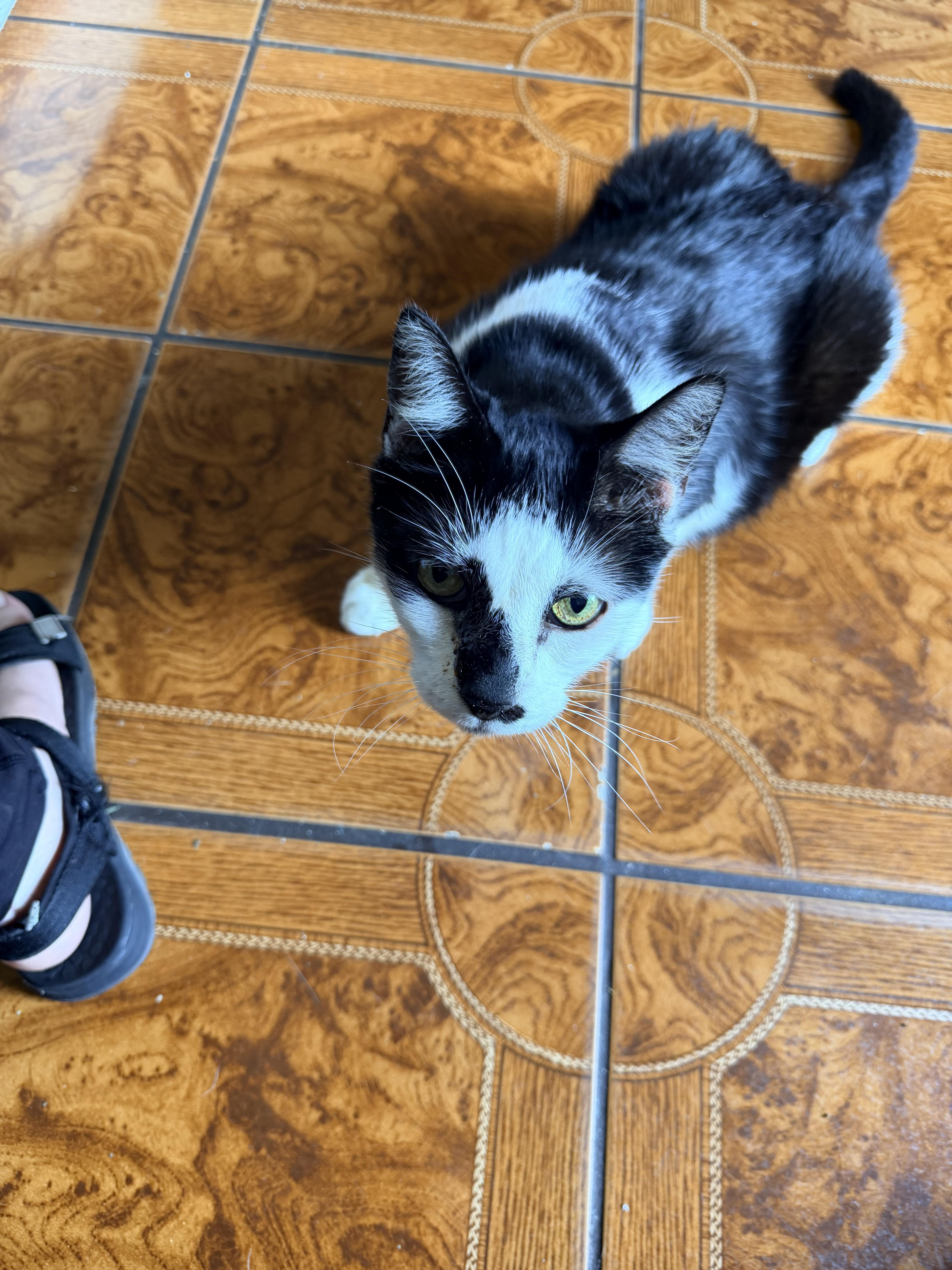 Enlarge Jack (owner abandoned) watch VIDEO, a Adoptable Domestic Short Hair in Deltona, FL image 3/4