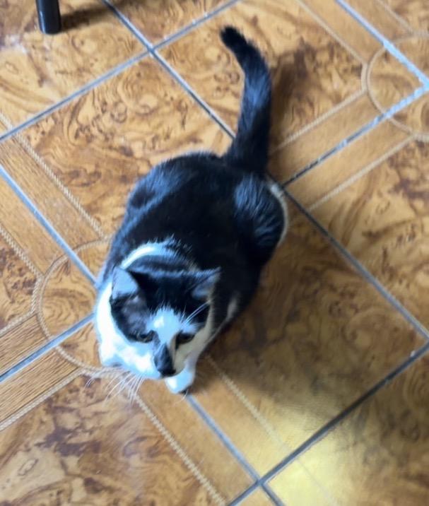Enlarge Jack (owner abandoned) watch VIDEO, a Adoptable Domestic Short Hair in Deltona, FL image 2/4