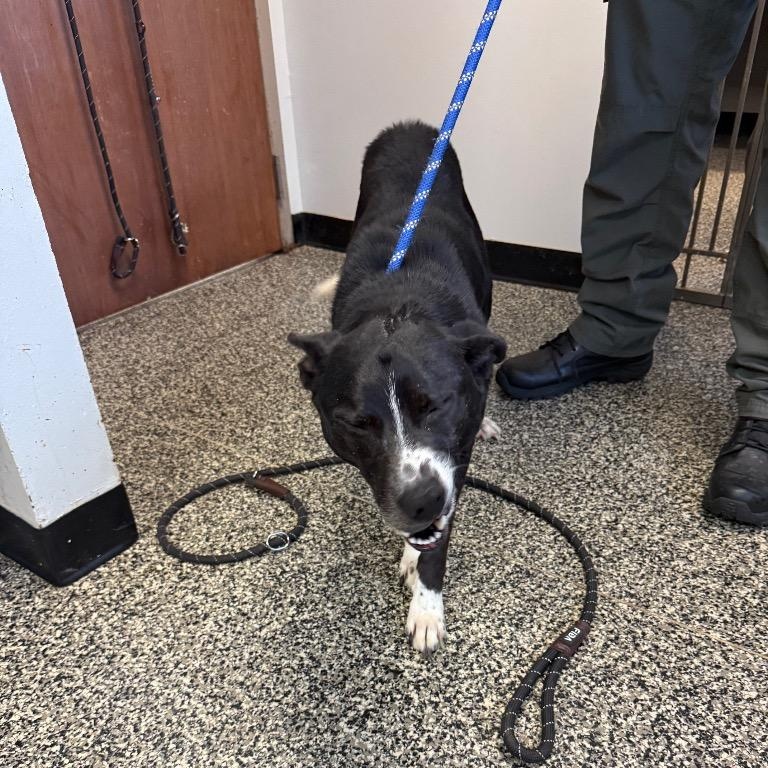 Enlarge Roscow, a Adoptable mixed breed in Columbia, TN image 1/1