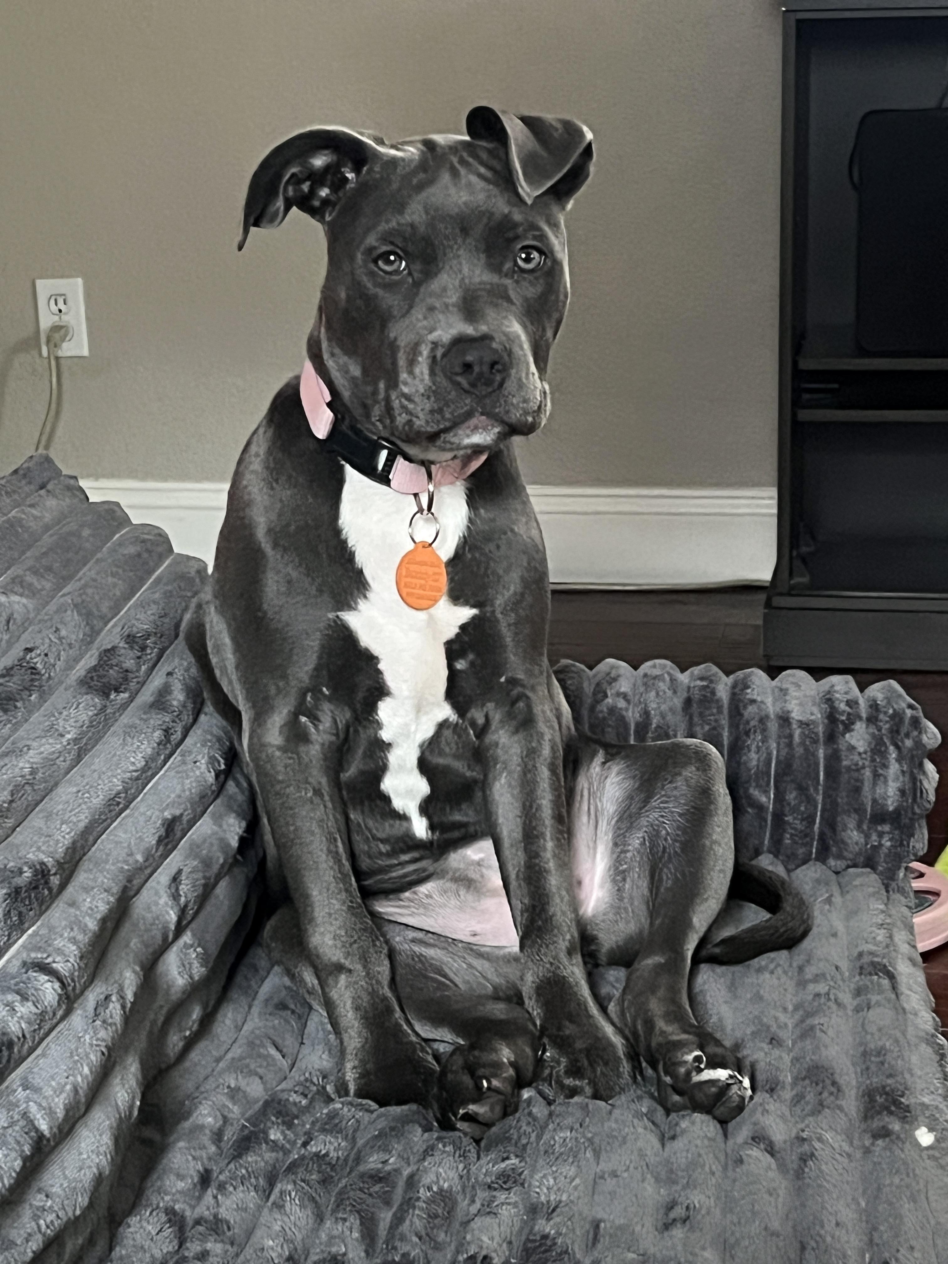 Enlarge Ailani, a ADOPTABLE mixed breed in Lincoln, CA image 1/2