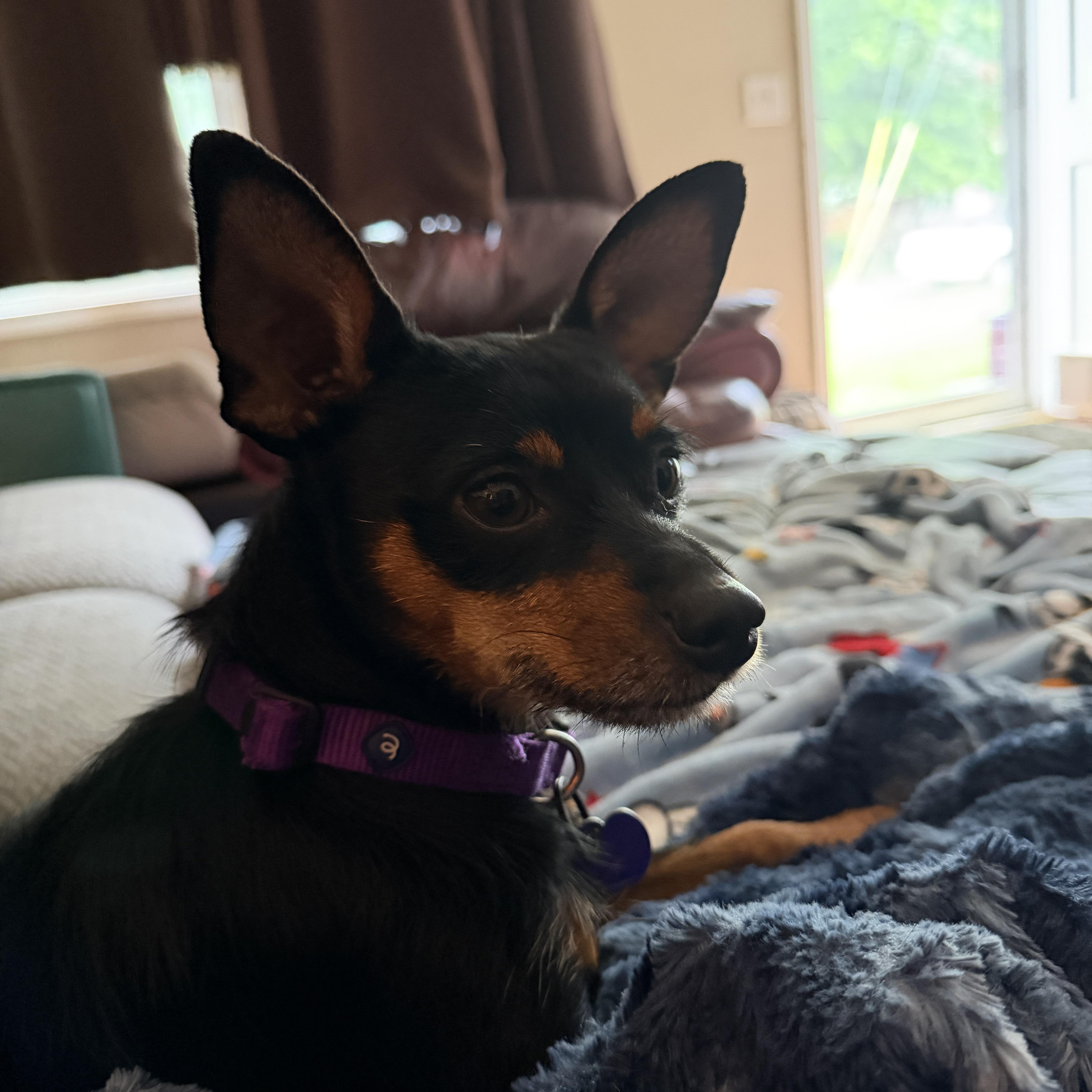 Enlarge Ziggy, a ADOPTABLE mixed breed in Jeffersonville, IN image 4/6