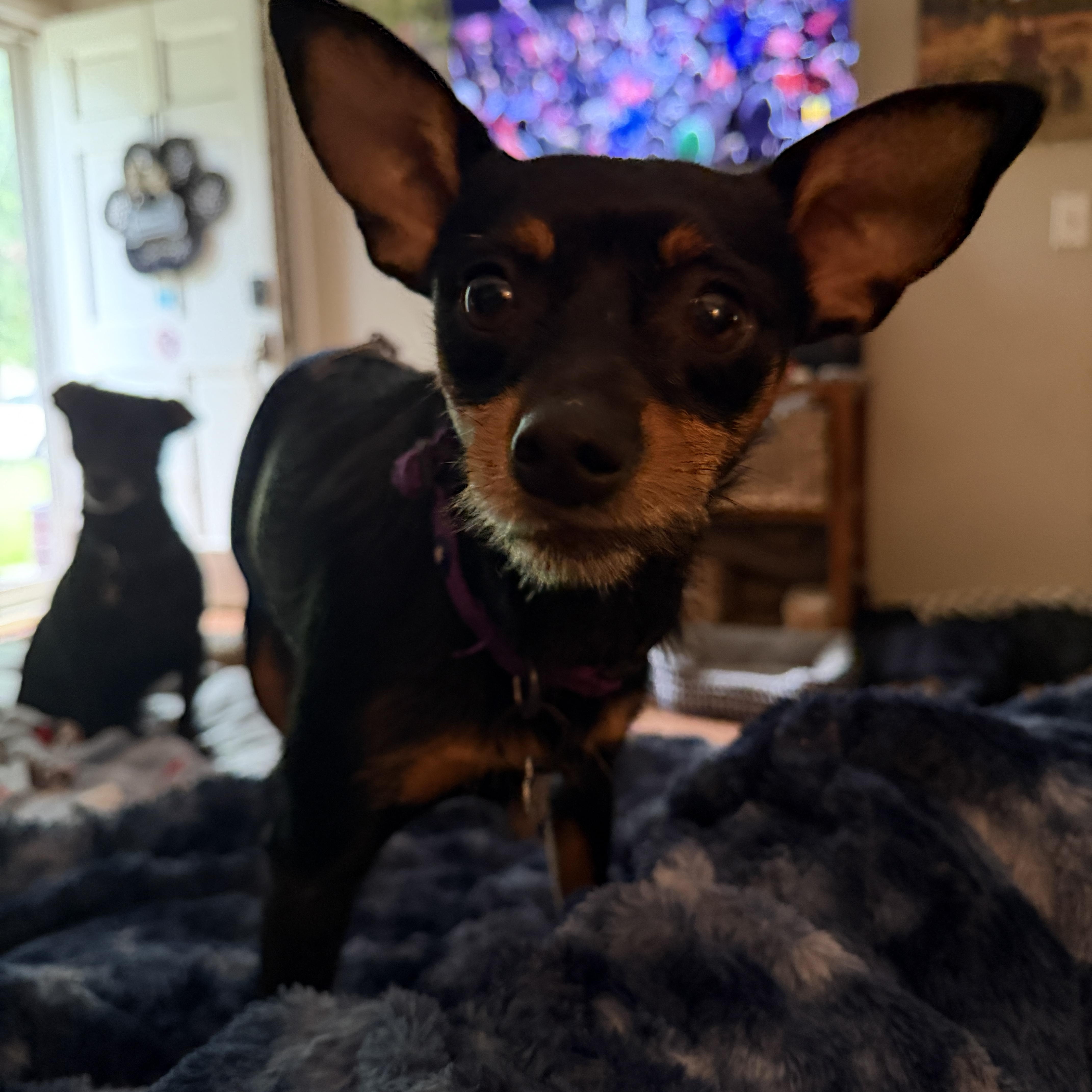 Enlarge Ziggy, a ADOPTABLE mixed breed in Jeffersonville, IN image 3/6