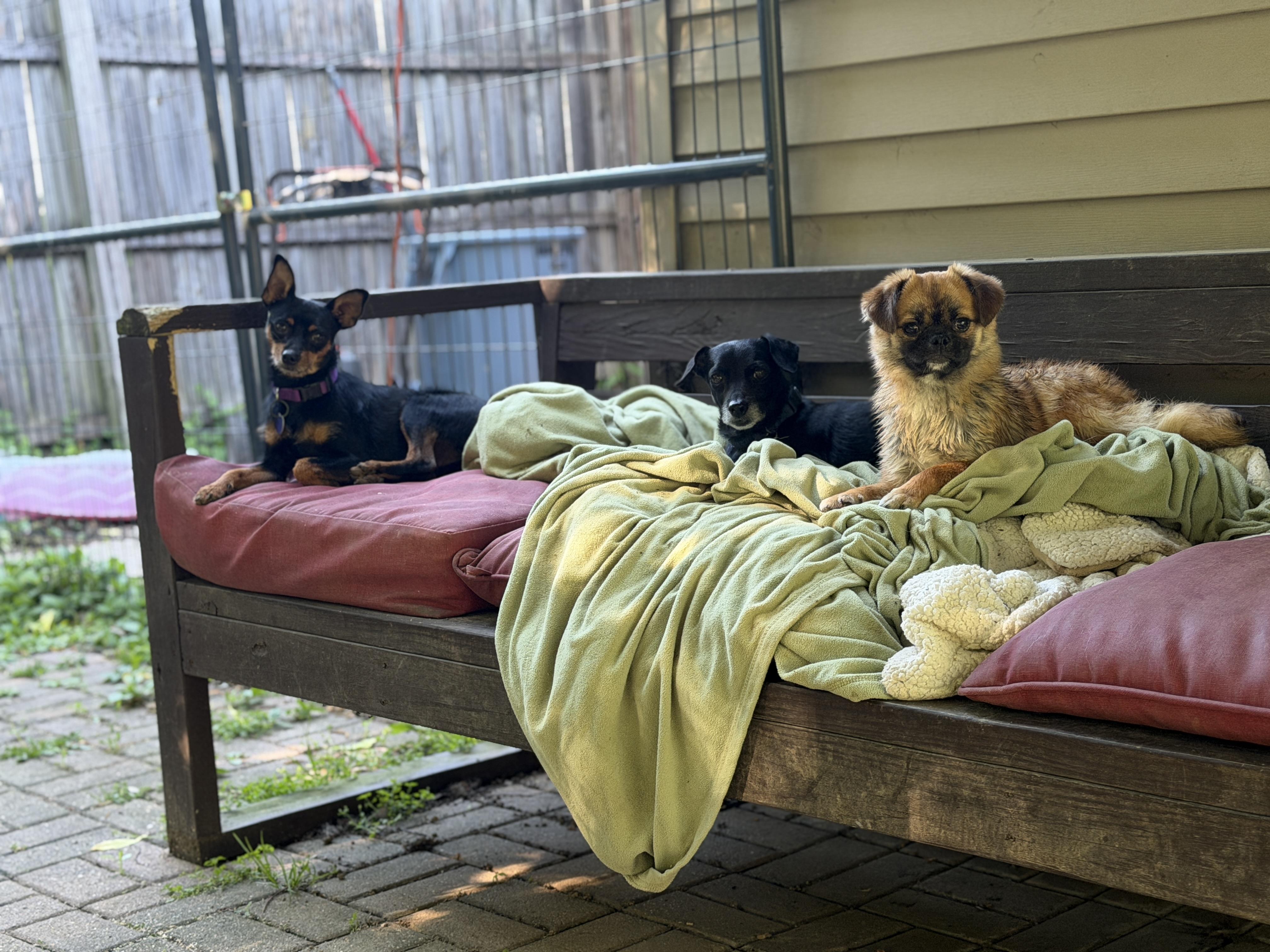 Enlarge Ziggy, a ADOPTABLE mixed breed in Jeffersonville, IN image 6/6
