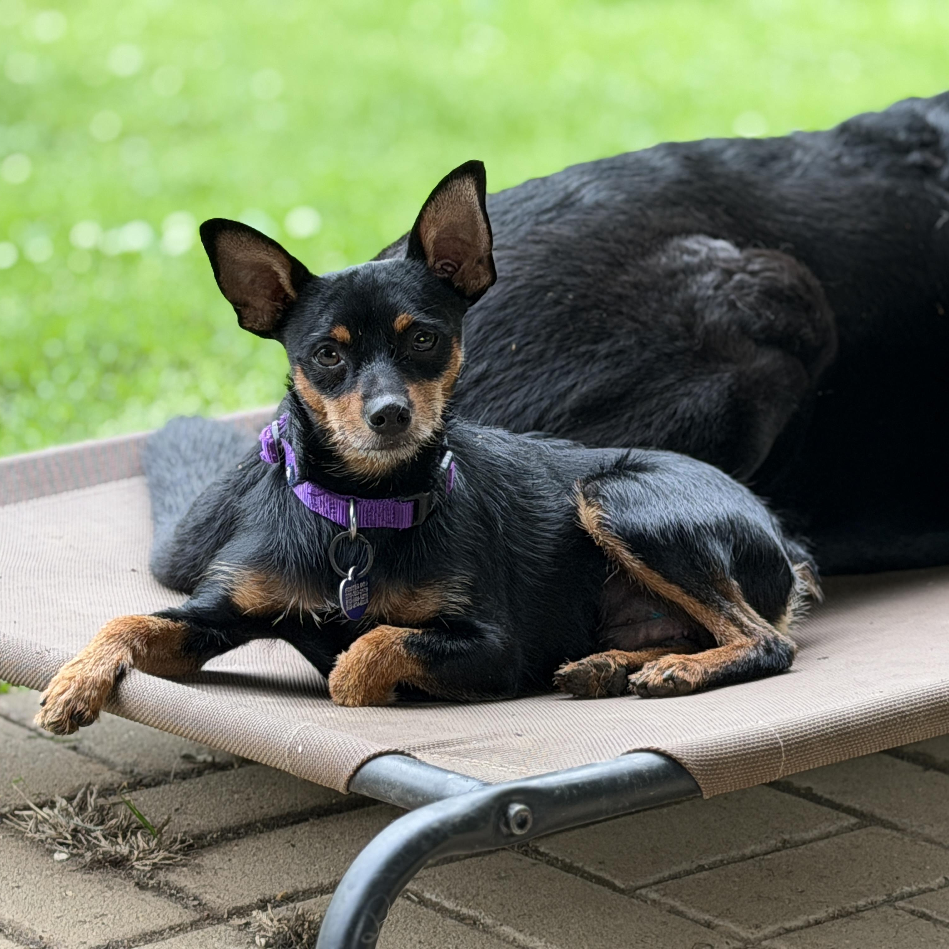 Ziggy, ADOPTABLE, Adult Male Miniature Pinscher.