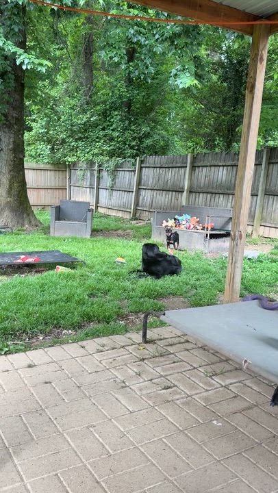 Enlarge Ziggy, a ADOPTABLE mixed breed in Jeffersonville, IN video 5/6