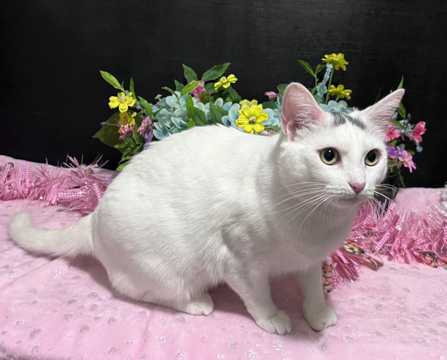 Enlarge Momo, a Adoptable Domestic Short Hair in Fayetteville, GA image 1/3