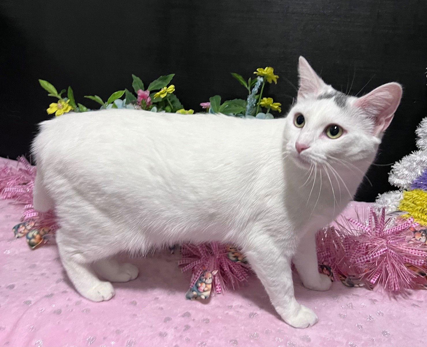 Enlarge Momo, a Adoptable Domestic Short Hair in Fayetteville, GA image 2/3