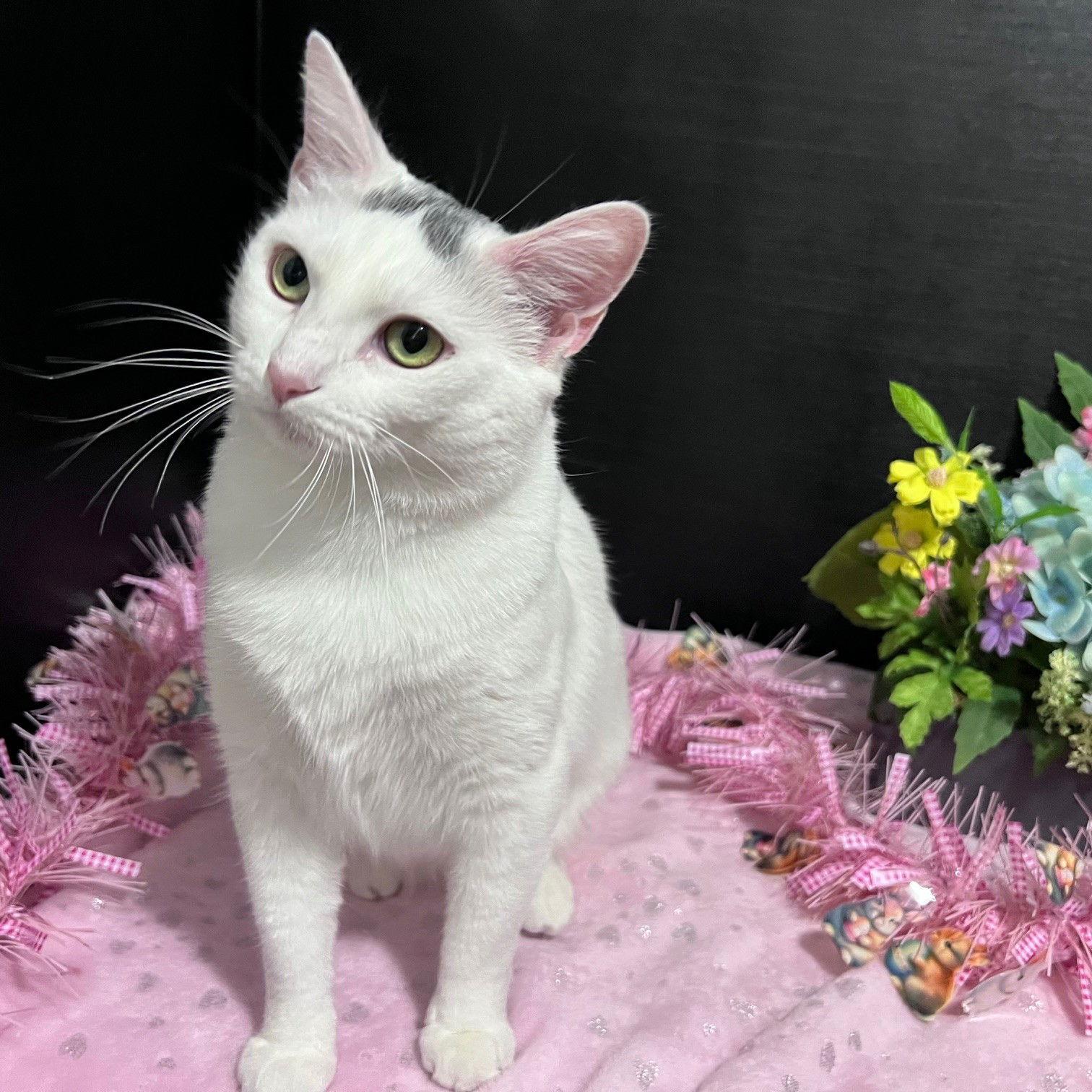 Enlarge Momo, a Adoptable Domestic Short Hair in Fayetteville, GA image 3/3