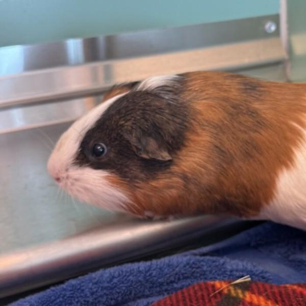 Nebel, Adoptable, Young Male Guinea Pig.