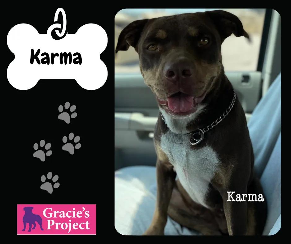 Enlarge Karmal, a Adoptable Pit Bull Terrier in Falls Church , VA image 1/1