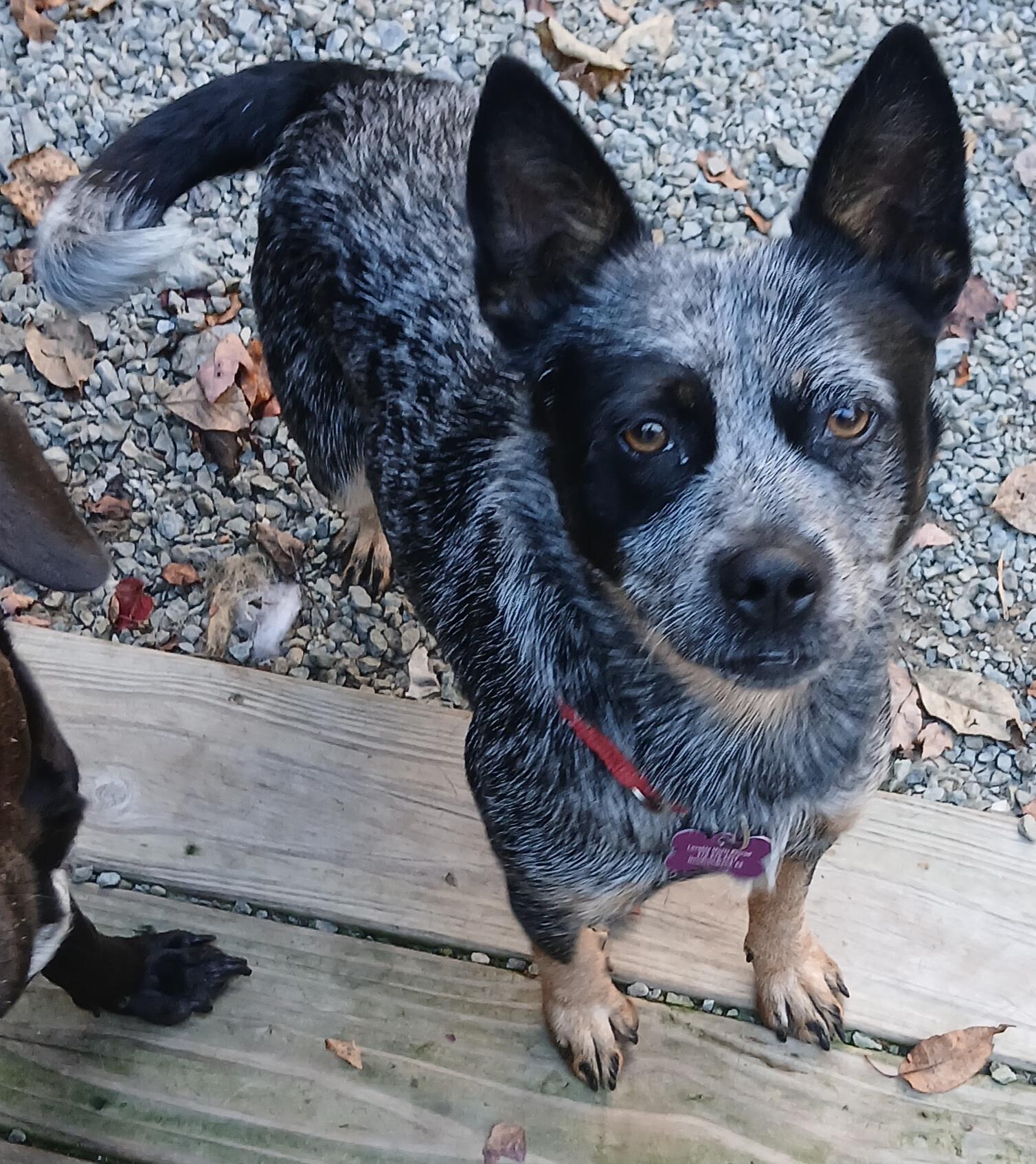 Enlarge Molly (Cutest Little Girl), a Adoptable mixed breed in Newfoundland, PA image 2/3