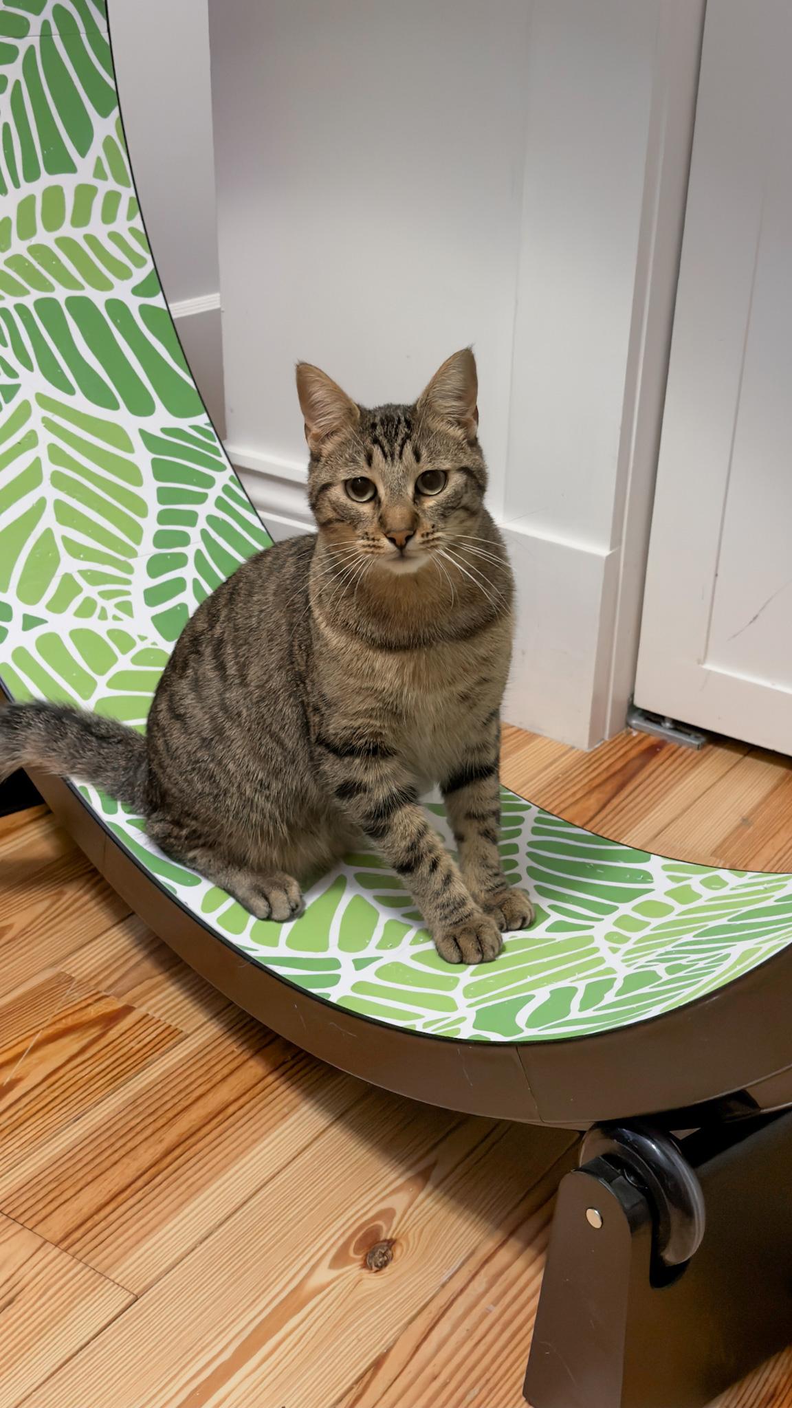 Enlarge Lenny, a Adoptable Tabby in New Orleans, LA image 2/2