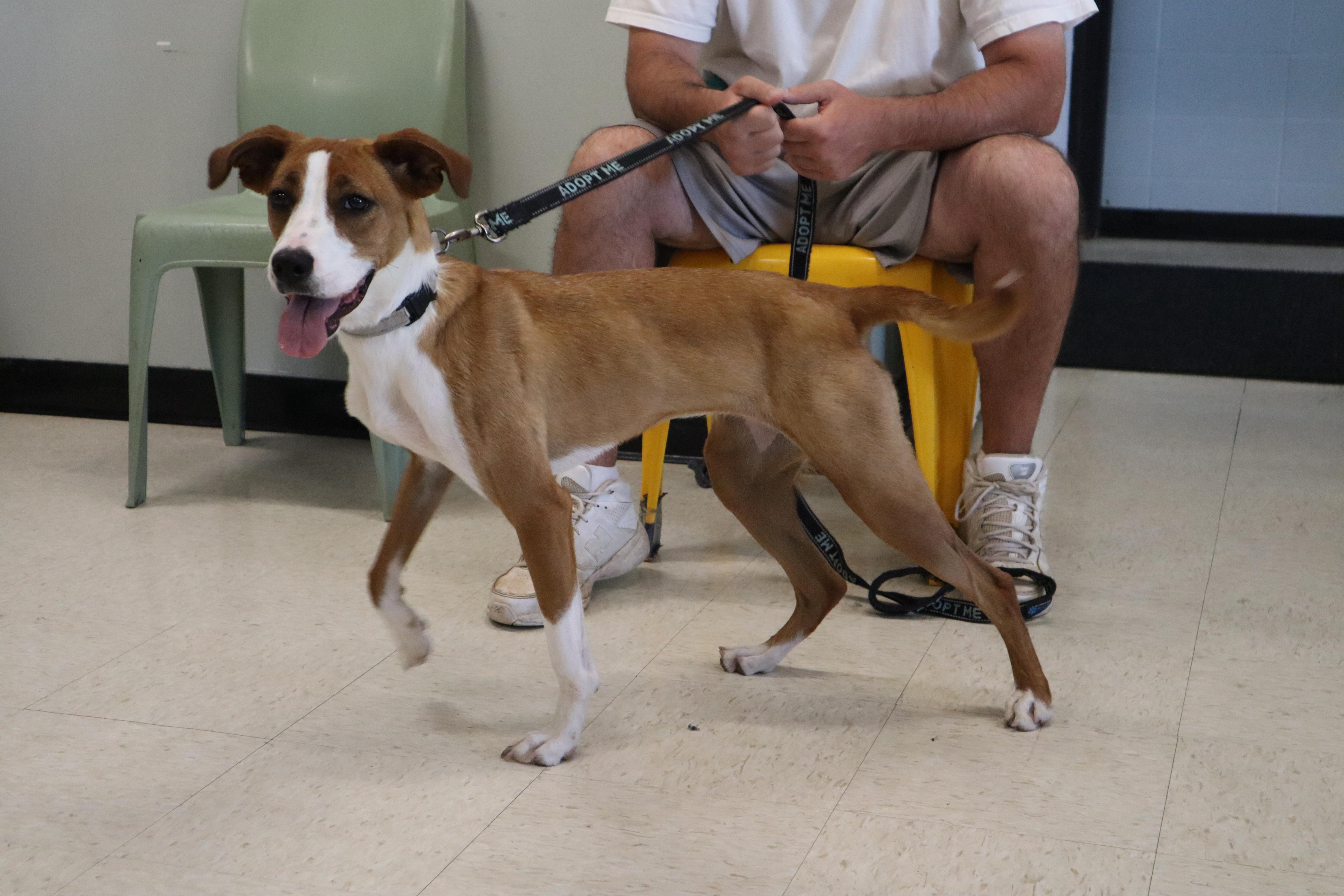 Enlarge Callie, a ADOPTABLE mixed breed in Goshen, KY image 3/5