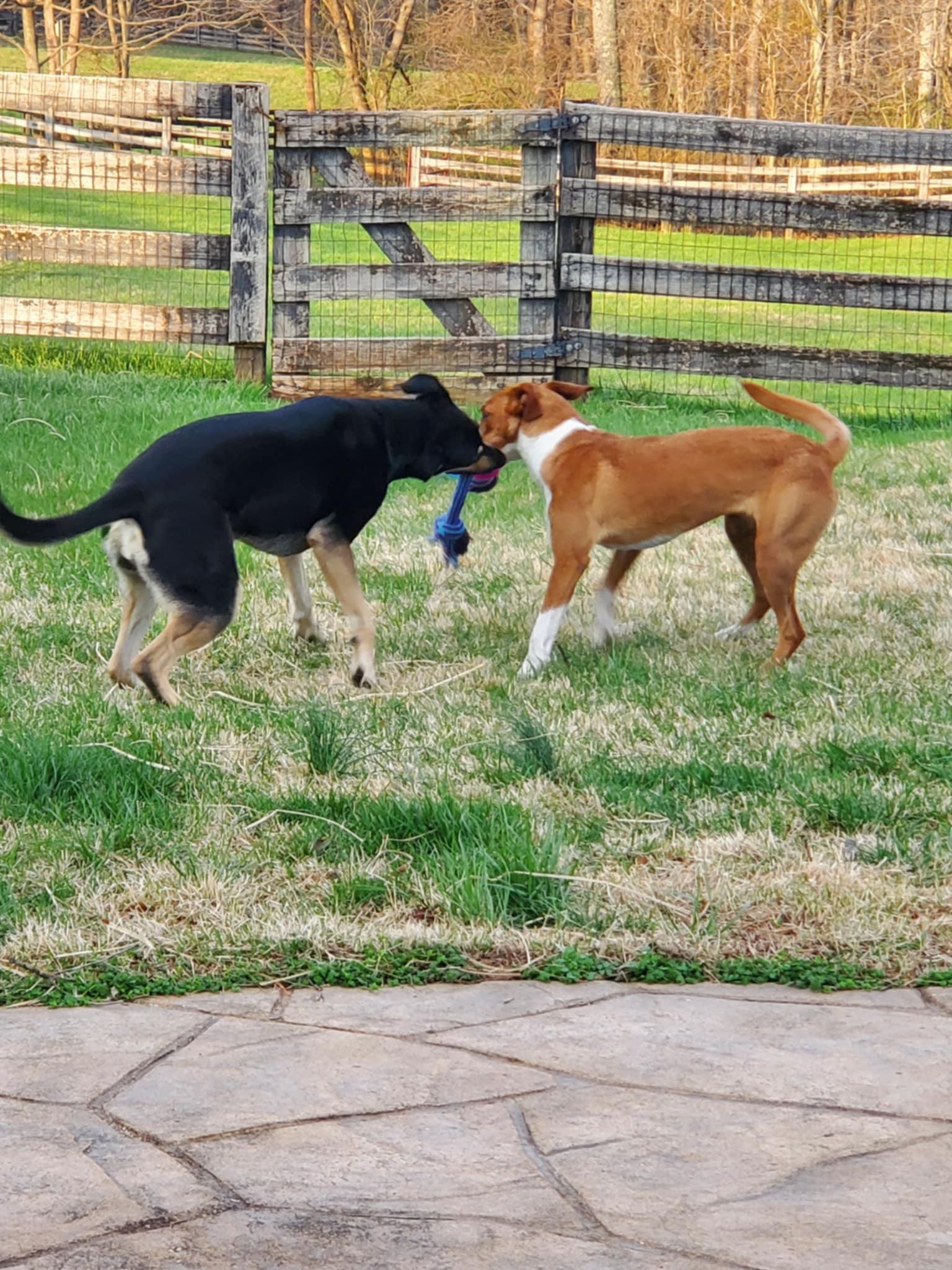 Enlarge Callie, a ADOPTABLE mixed breed in Goshen, KY image 4/5